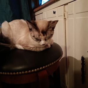 Meet your Posher, Trish